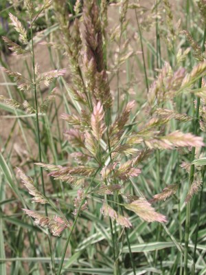 Bild von Phalaris arundinacea Picta