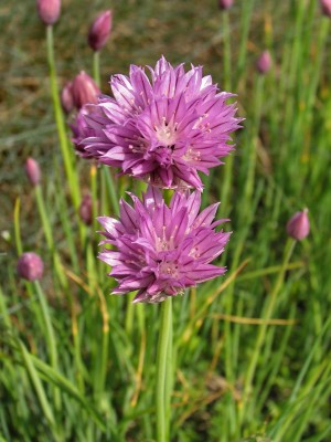 Bild von Allium schoenoprasum