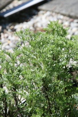 Bild von Artemisia abrotanum Citrina