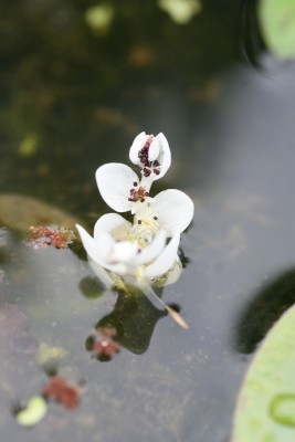 Bild von Aponogeton distachyos