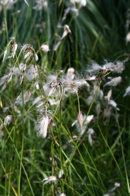 Bild von Eriophorum angustifolium