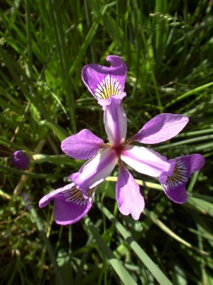 Bild von Iris versicolor