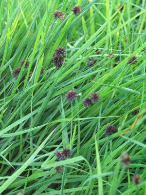 Bild von Juncus ensifolius