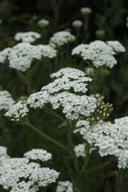 Bild von Achillea millefolium Schneetaler