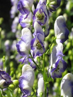 Bild von Aconitum x-cammarum Bicolor