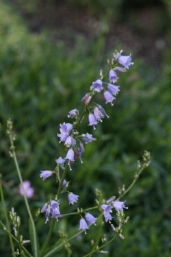 Bild von Adenophora bulleyana