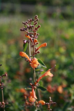 Bild von Agastache aurantiaca