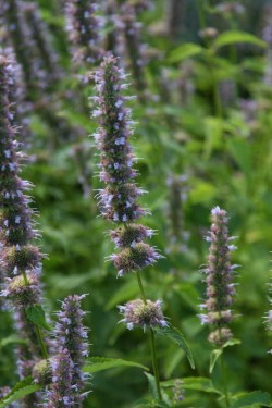 Bild von Agastache foeniculum Purple Haze