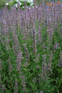 Bild von Agastache x-cult. Ayala