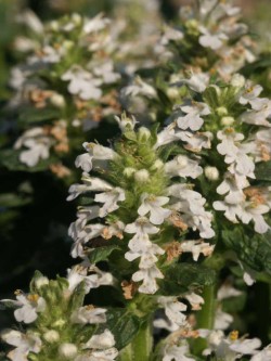 Bild von Ajuga reptans Sanne