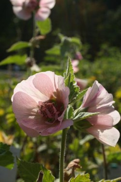 Bild von Alcea x-cult. Park Frieden