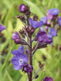 Bild von Anchusa azurea Loddon Royalist