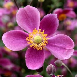 Bild von Anemone hupehensis Splendens