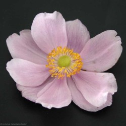 Bild von Anemone japonica Elegans