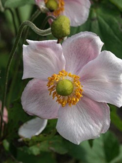 Bild von Anemone japon. Richard-Ahrens