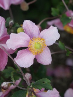 Bild von Anemone japonica Rosenschale