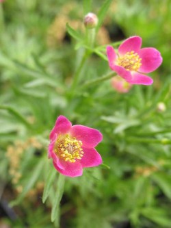 Bild von Anemone multifida Rubra