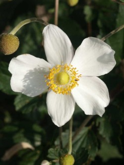 Bild von Anemone vitifolia 