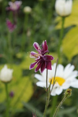 Bild von Aquilegia x-caerulea Blue Star