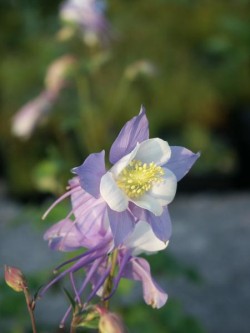 Bild von Aquilegia x-caerulea Blaue Töne