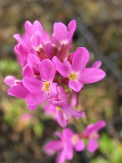 Bild von Arabis bleph. Frühlingszauber