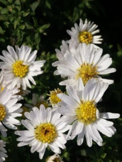 Bild von Aster x-dumosus Schneekissen