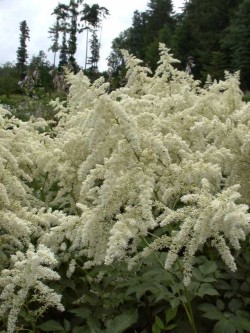 Bild von Astilbe x-arendsii Brautschleier