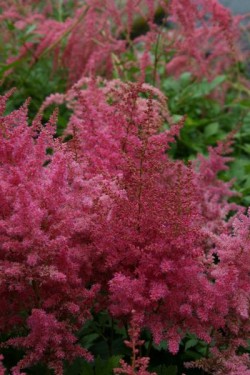 Bild von Astilbe x-arendsii Federsee