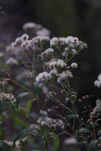 Bild von Aster umbellatus Weisser-Schirm