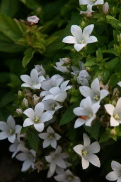 Bild von Campanula lactiflora White Pouffe