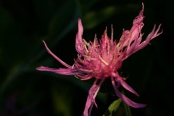 Bild von Centaurea jacea