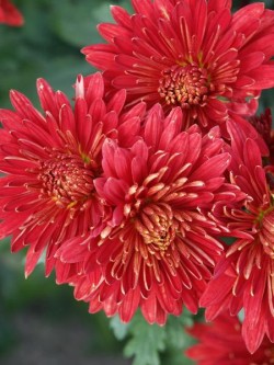 Bild von Chrysanthemum x-cult. Granatsch.