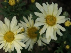 Bild von Chrysanthemum x-cult. Lichtkuppel