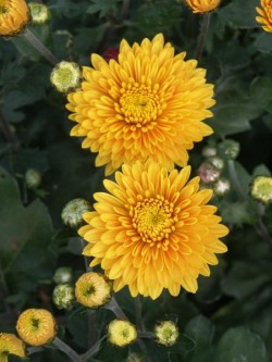 Bild von Chrysanthemum x-cult. Ordensstern