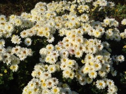 Bild von Chrysanthemum x-cult. Poesie