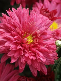 Bild von Chrysanthemum x-cult. Romantica