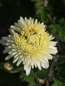 Bild von Chrysanthemum x-cult. Schneewolke