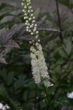 Bild von Actaea simplex Braunlaub