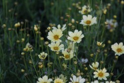 Bild von Coreopsis rosea Crme-Brulee