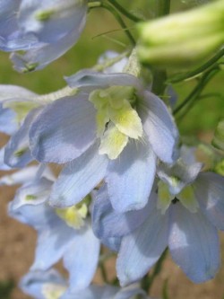 Bild von Delphinium x-elatum Berghimmel