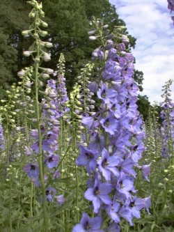 Bild von Delphinium x-elatum Blauwal