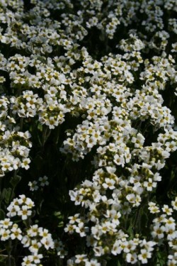 Bild von Draba ramosissima