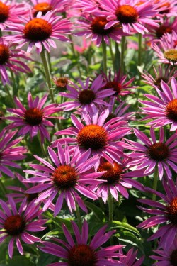 Bild von Echinacea purpurea Maxima