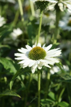 Bild von Echinacea purpurea Virgin