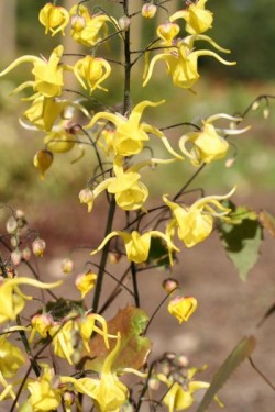 Bild von Epimedium davidii