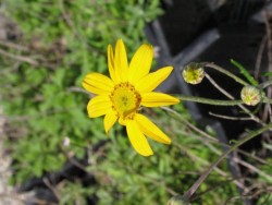 Bild von Eriophyllum lanatum