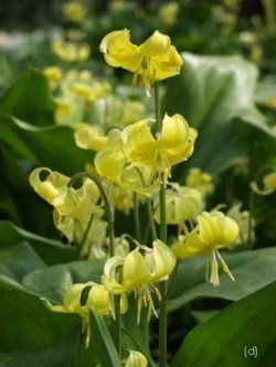 Bild von Erythronium  Pagoda