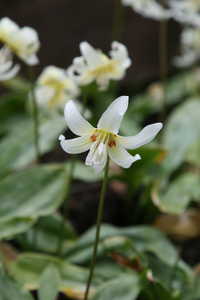 Bild von Erythronium revol. White-Beauty