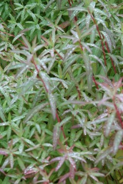 Bild von Euphorbia palustris Walensb. Glorie