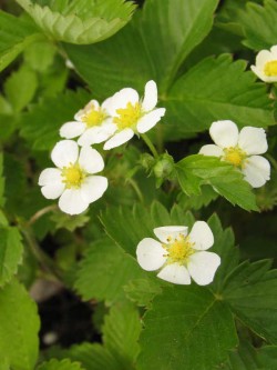 Bild von Fragaria vesca